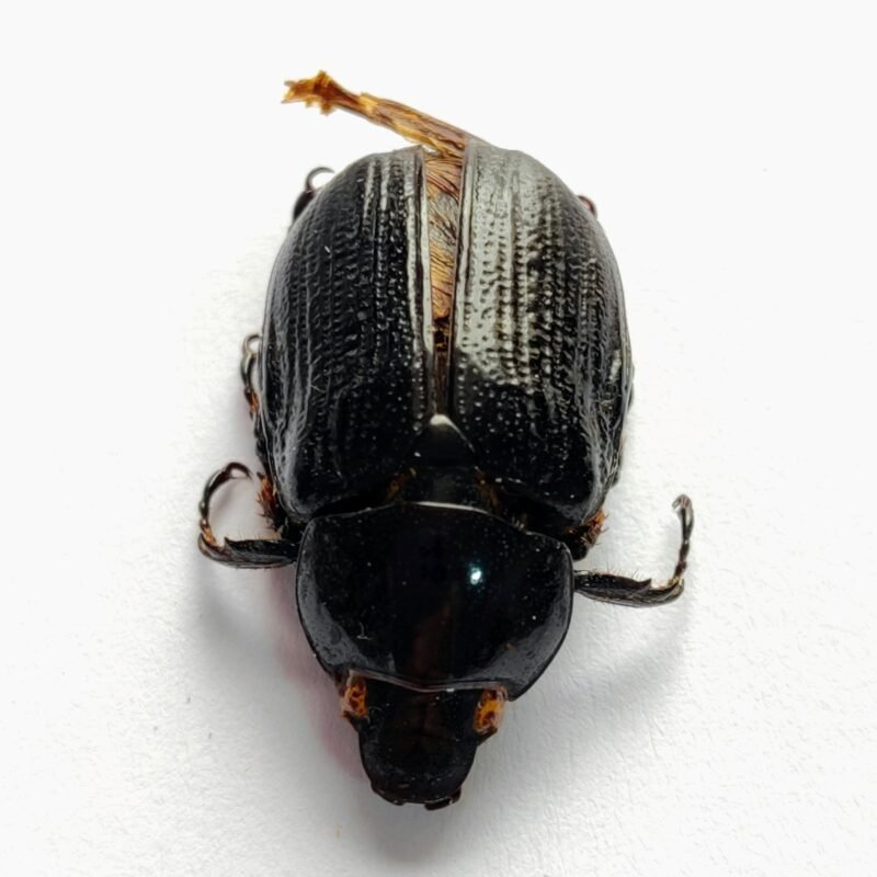 30 Scarabaeidae