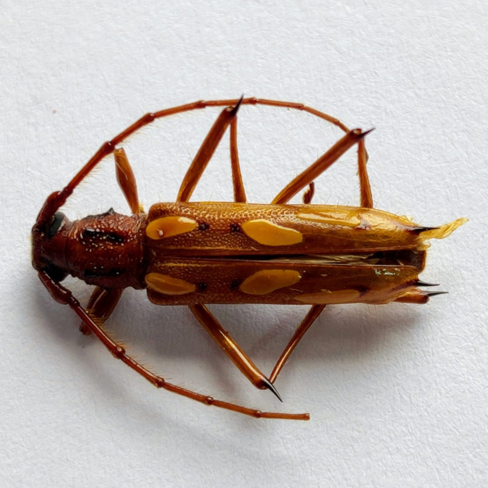 31 Cerambicidae - Image 2