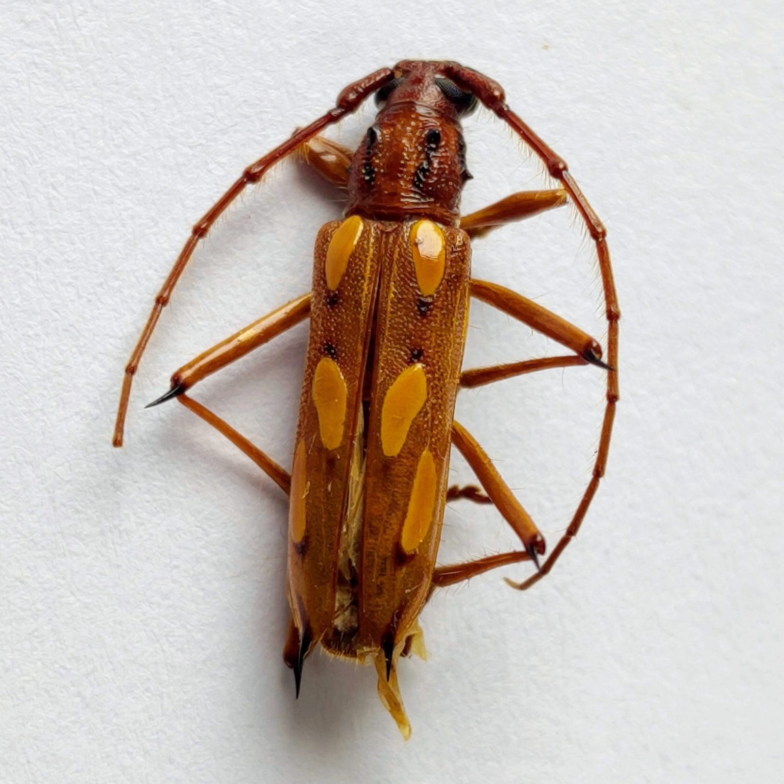 31 Cerambicidae - Image 3