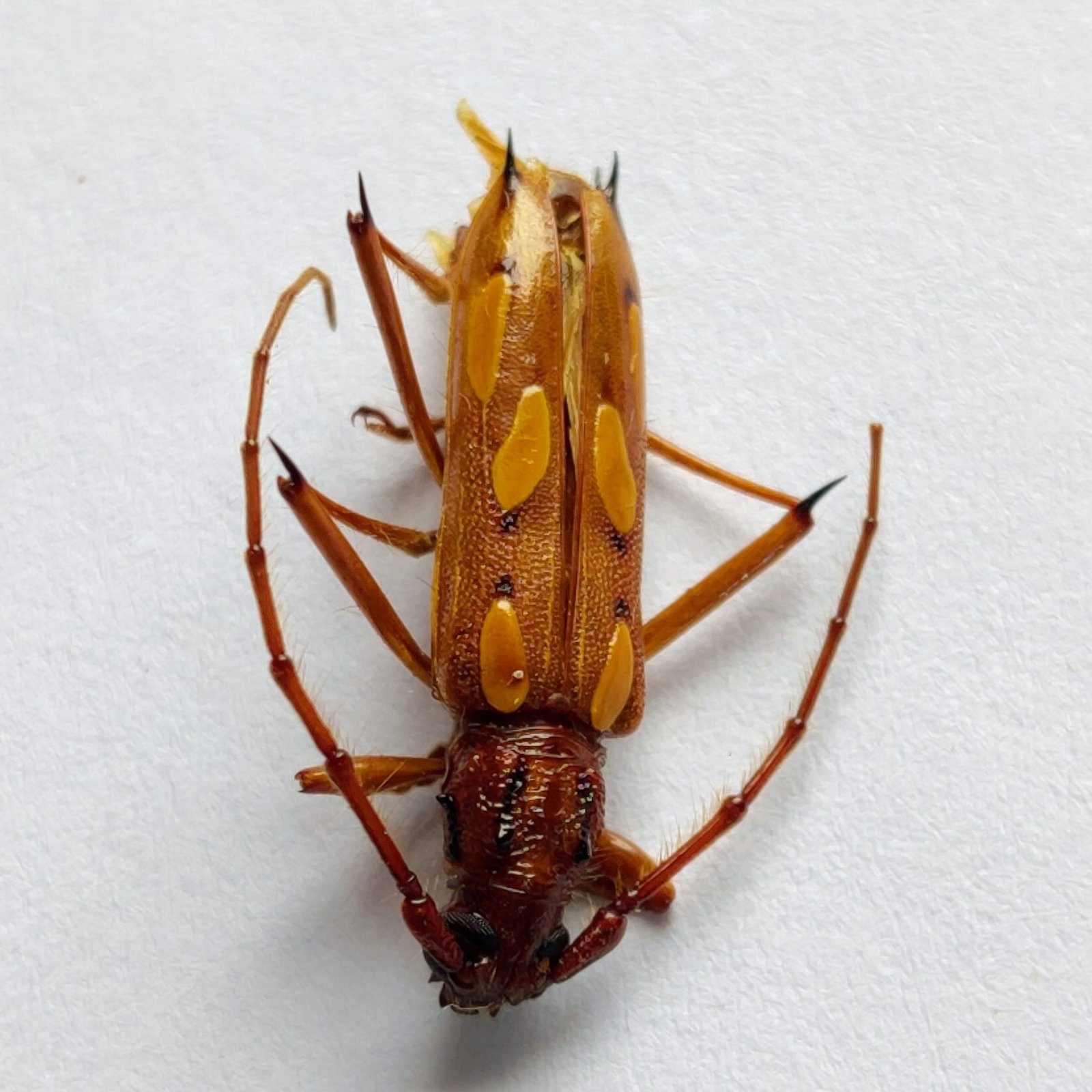 31 Cerambicidae