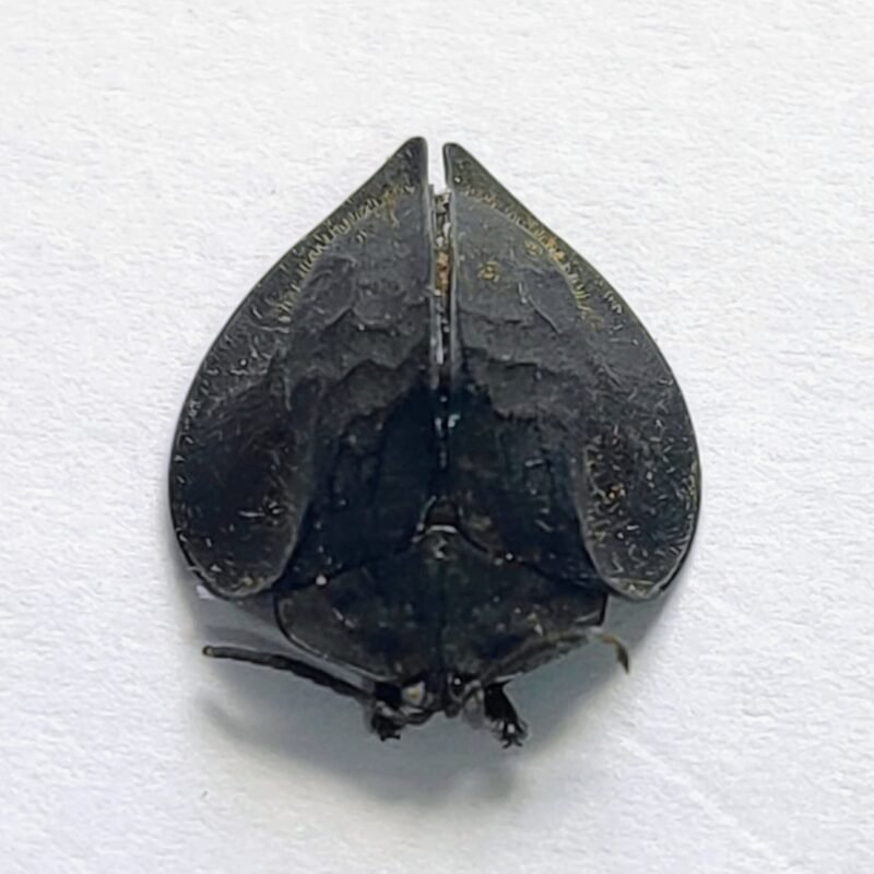 31 Chrysomelidae