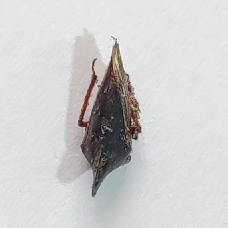 31 Membracidae