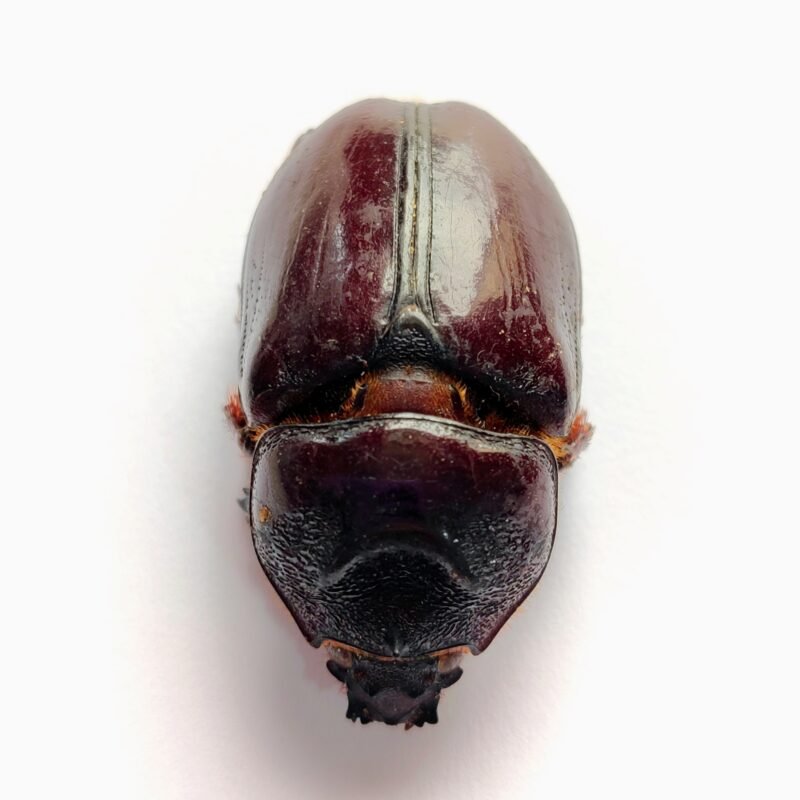 31 Scarabaeidae