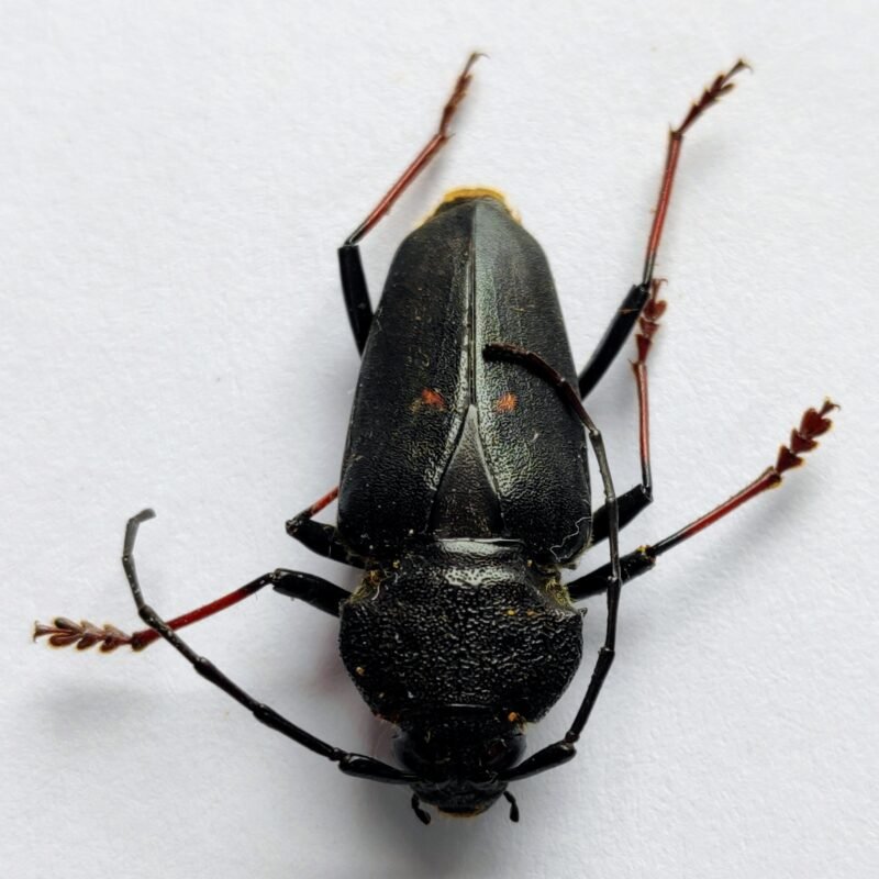 32 Cerambicidae