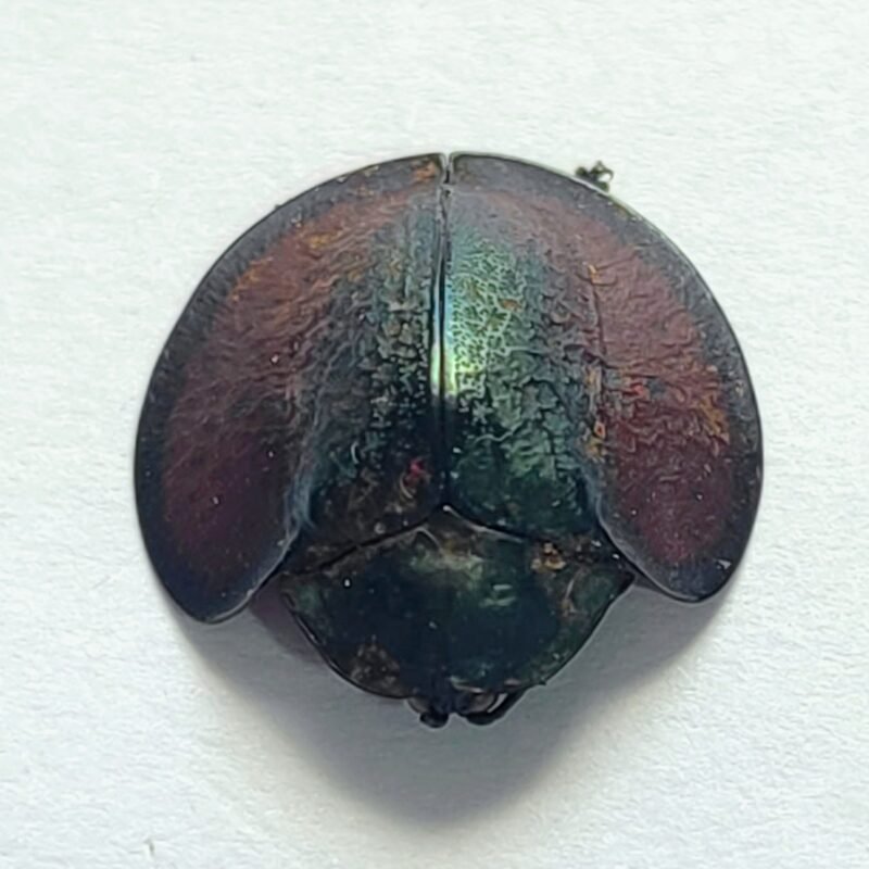 32 Chrysomelidae