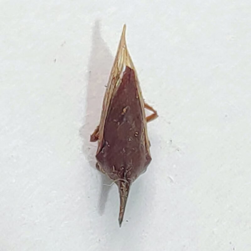 32 Membracidae