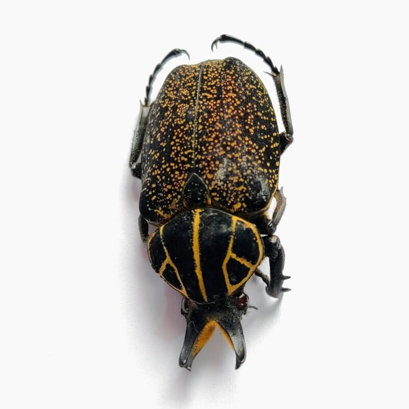 32 Scarabaeidae