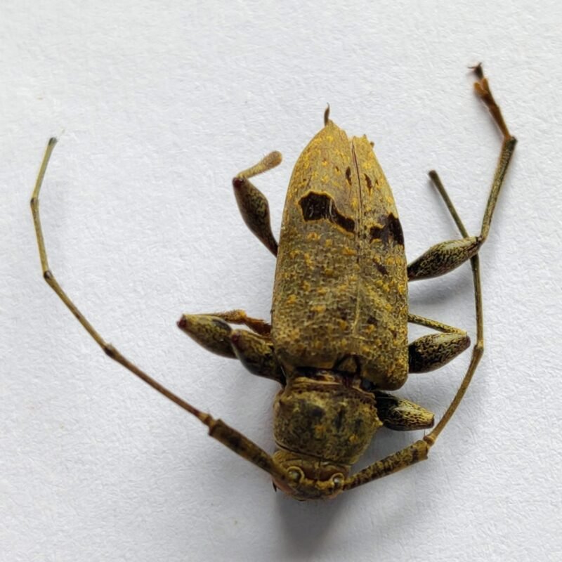 33 Cerambicidae