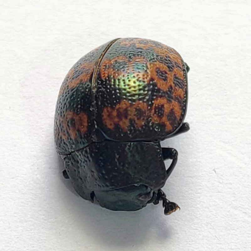 33 Chrysomelidae