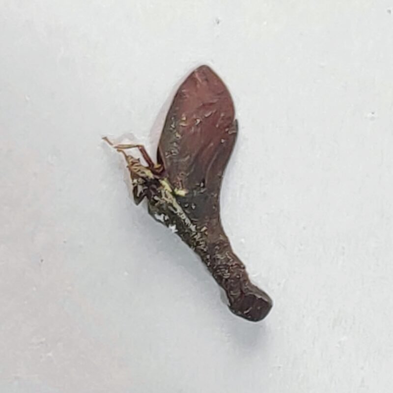 33 Membracidae