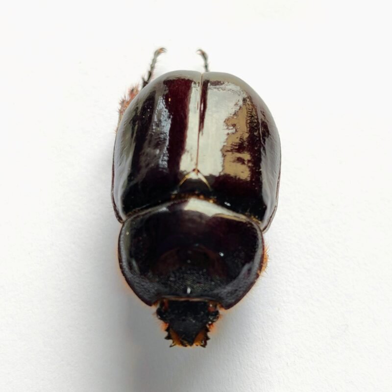 33 Scarabaeidae