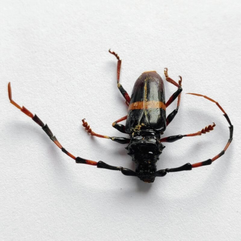 34 Cerambicidae