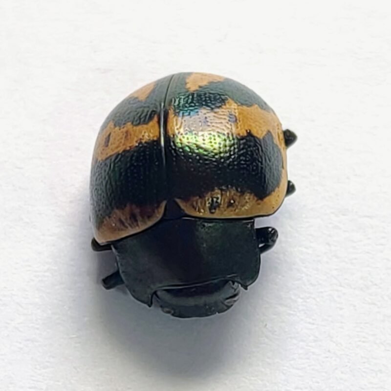 34 Chrysomelidae