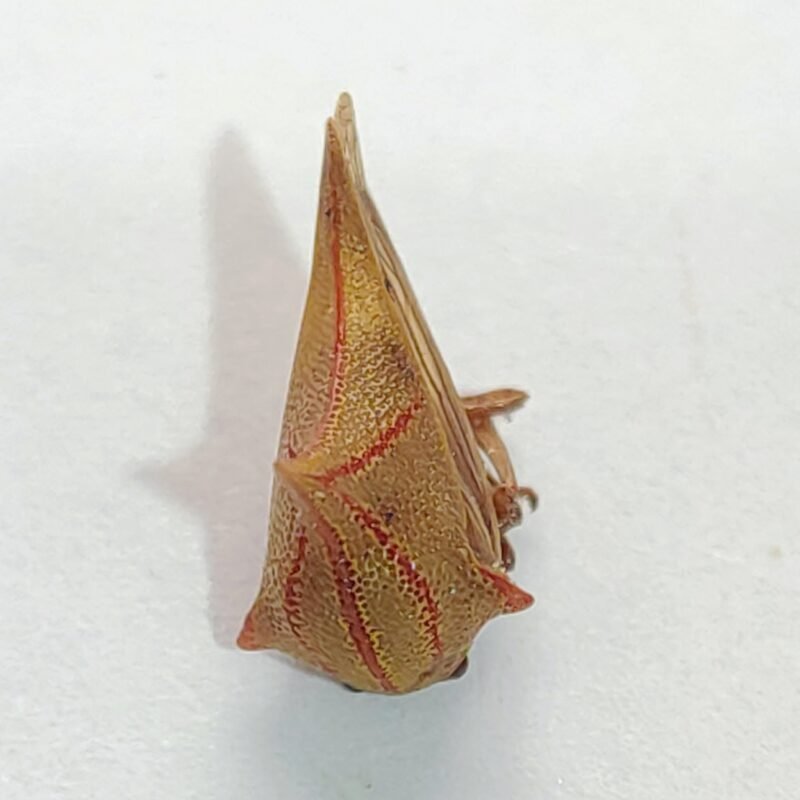 34 Membracidae