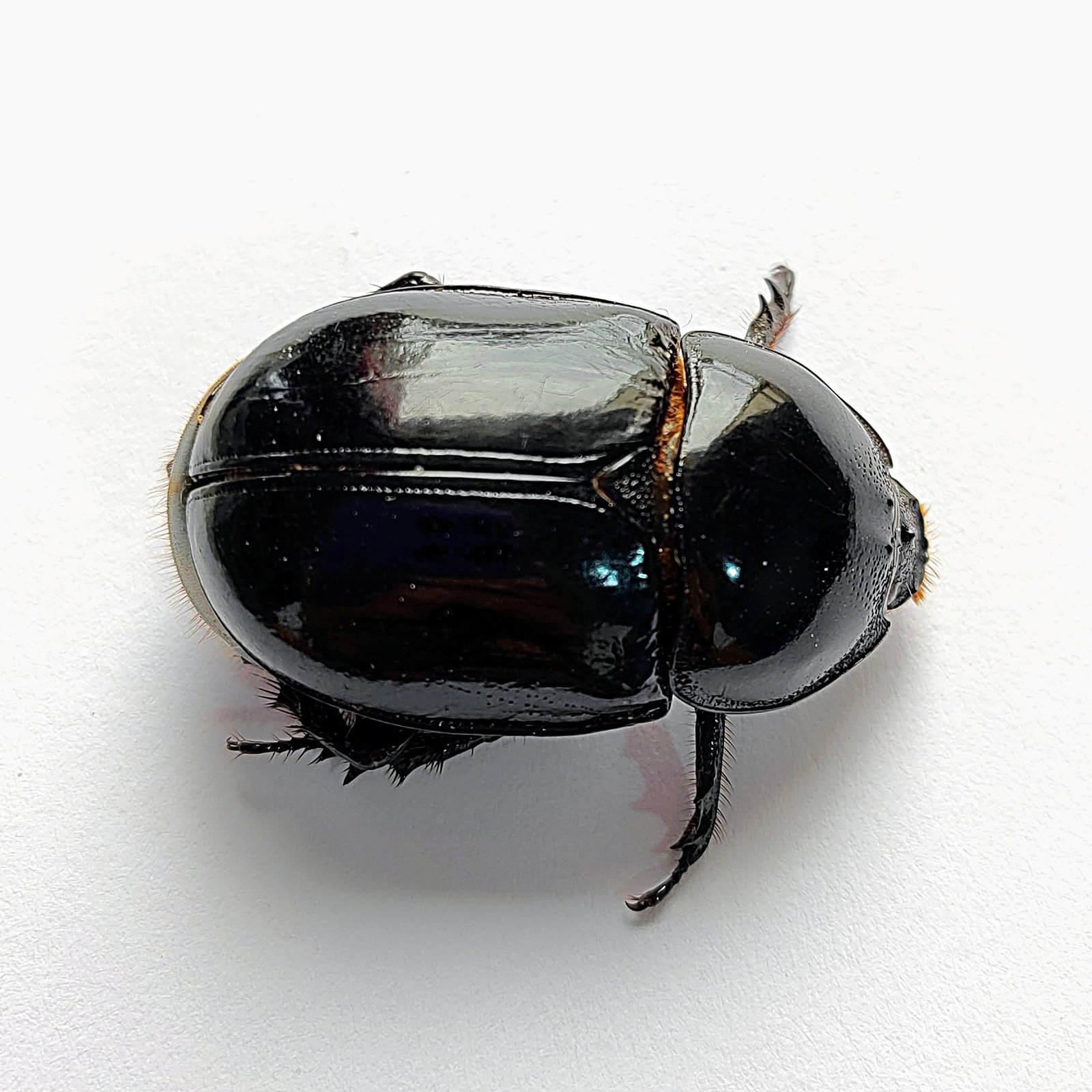34 Scarabaeidae - Image 2