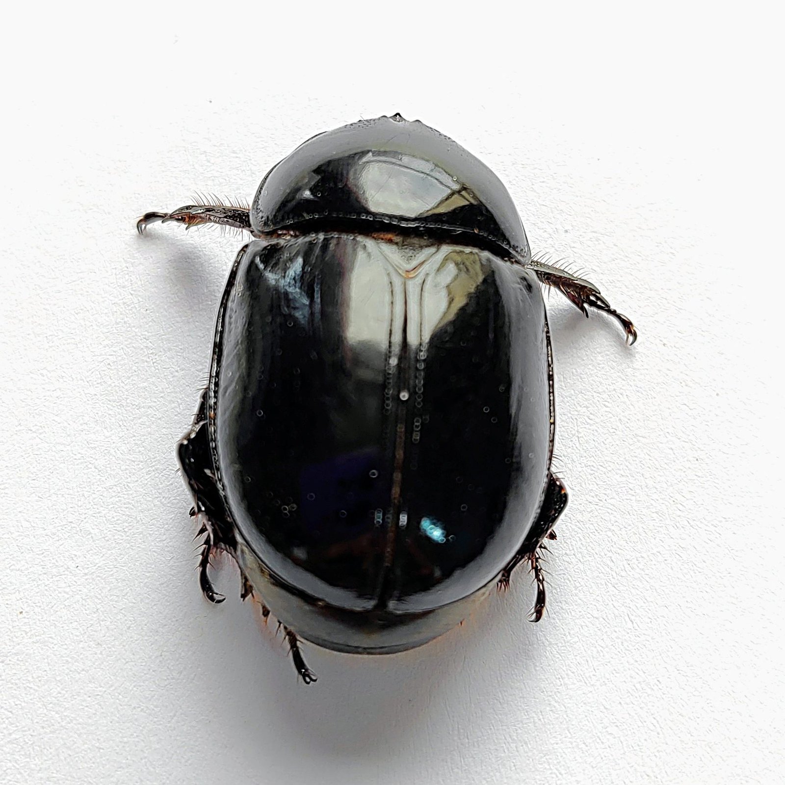 34 Scarabaeidae - Image 3