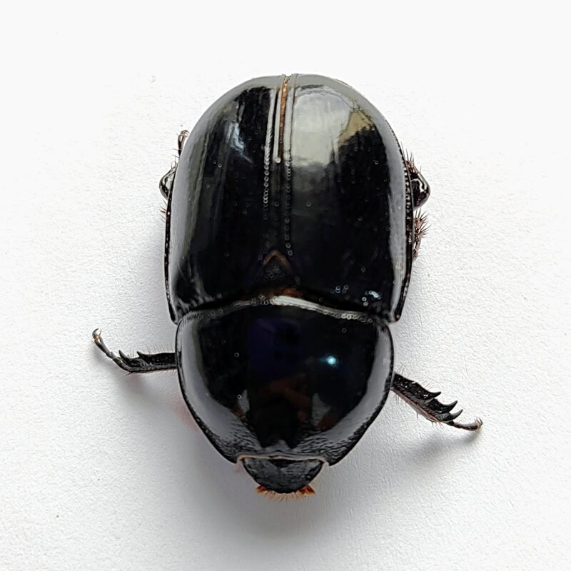 34 Scarabaeidae