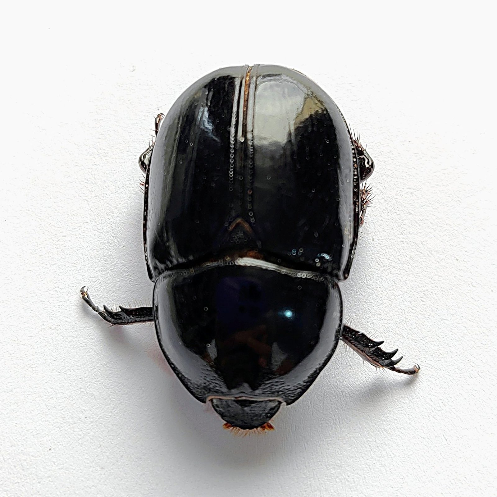 34 Scarabaeidae