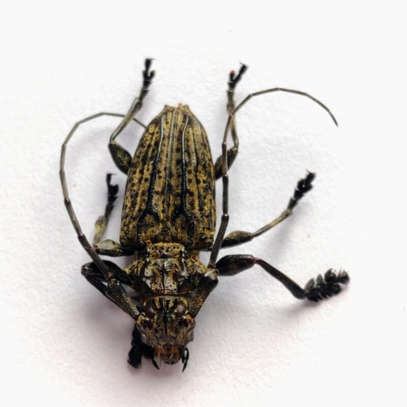35 Cerambicidae