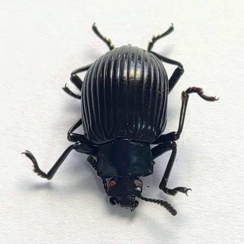 35 Chrysomelidae