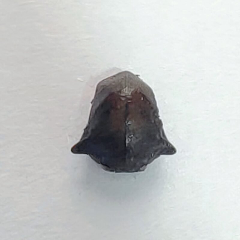 35 Membracidae