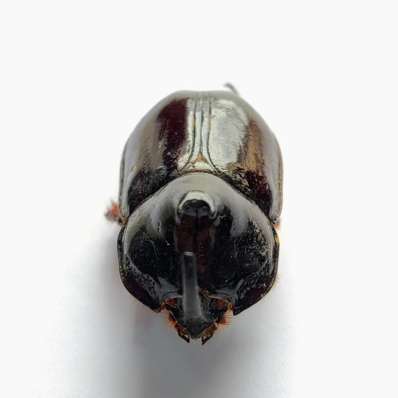 35 Scarabaeidae