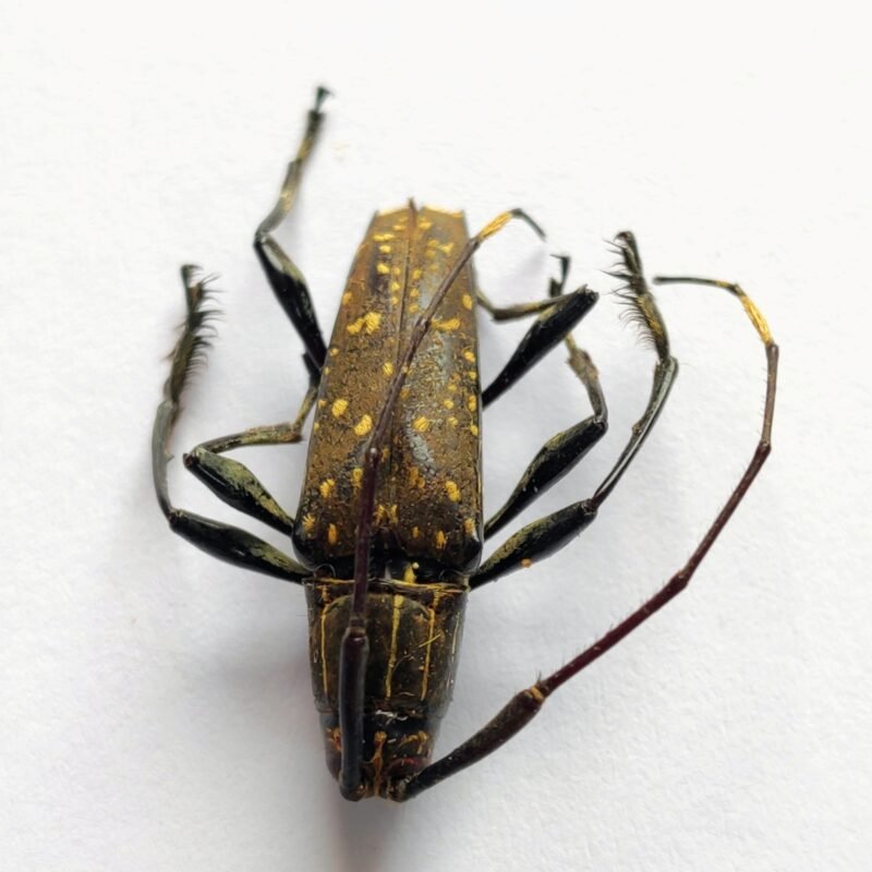36 Cerambicidae