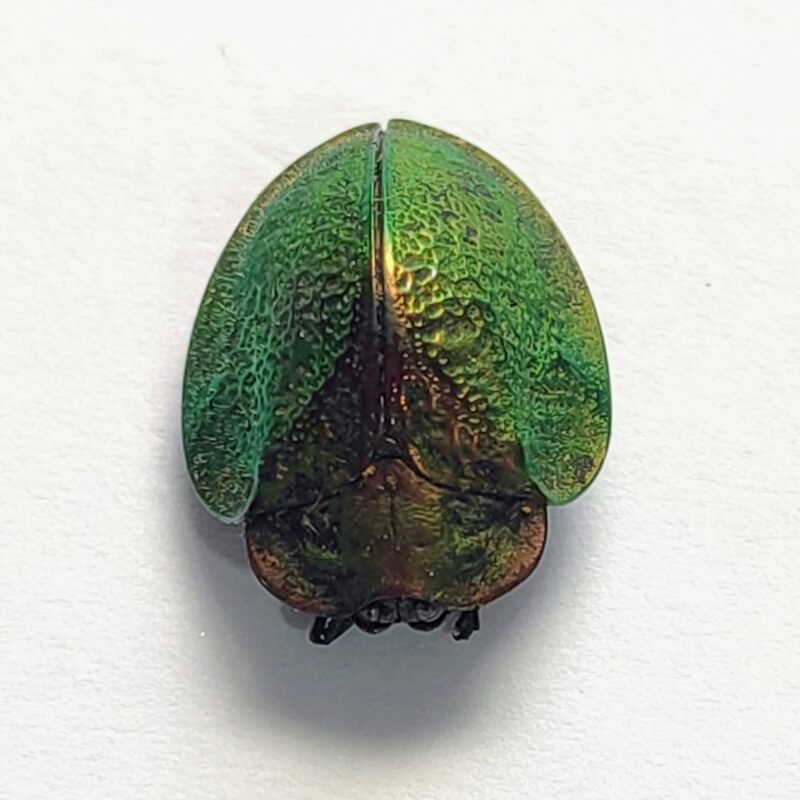 36 Chrysomelidae