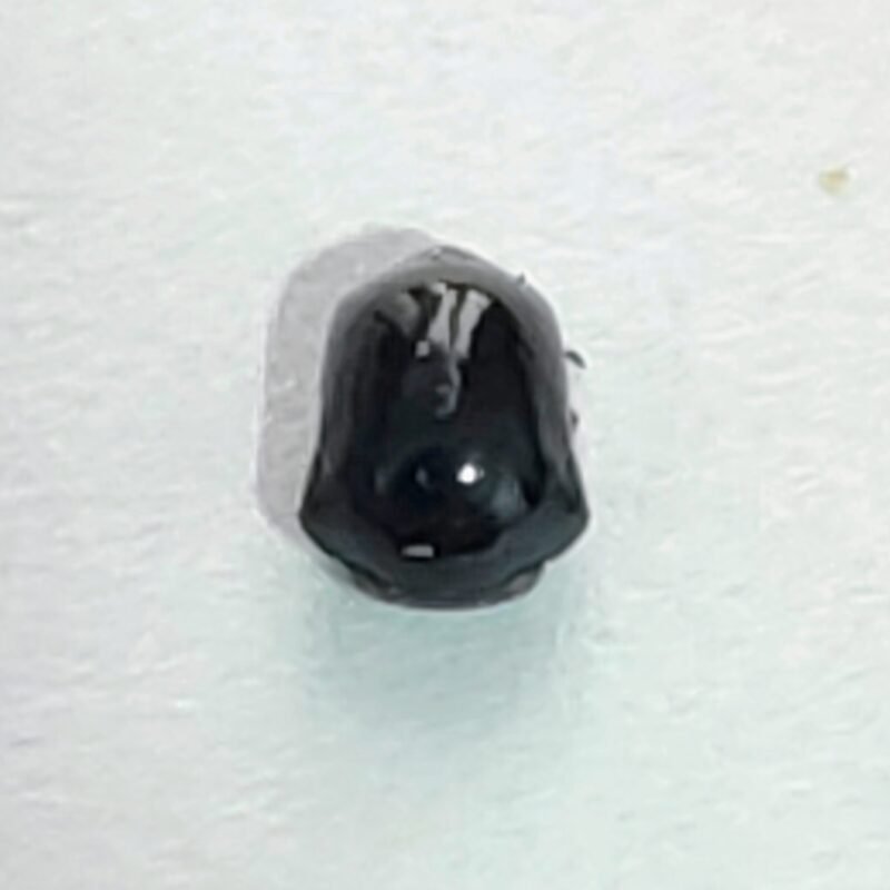 36 Membracidae