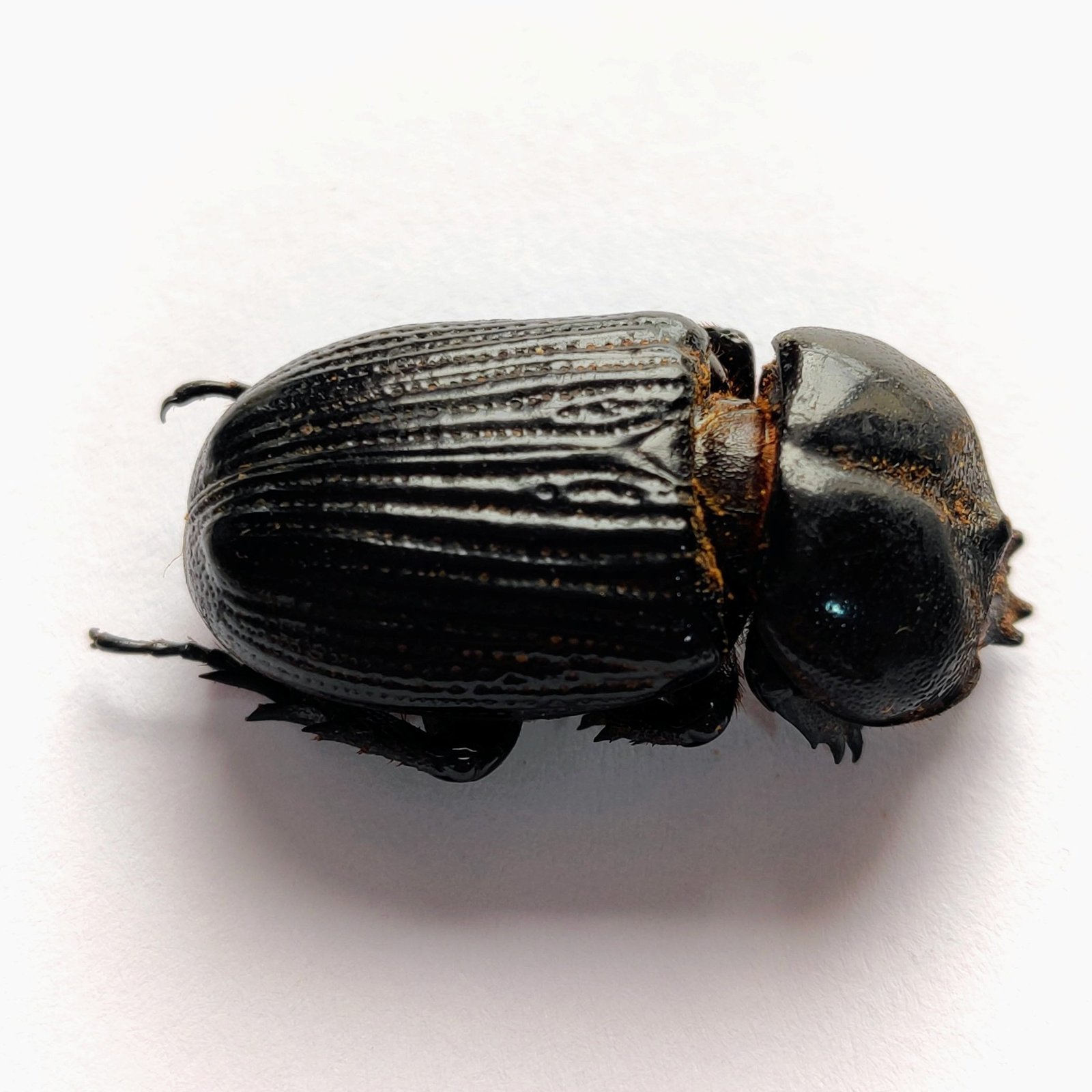 36 Scarabaeidae - Image 2