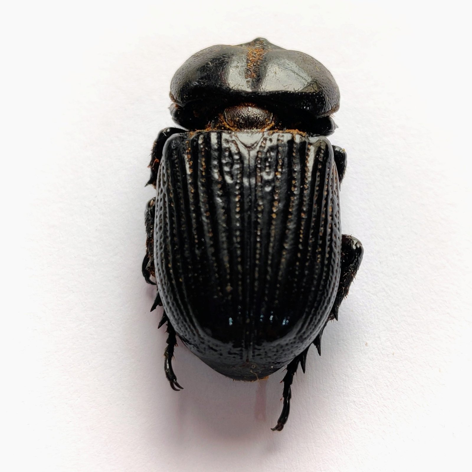 36 Scarabaeidae - Image 3