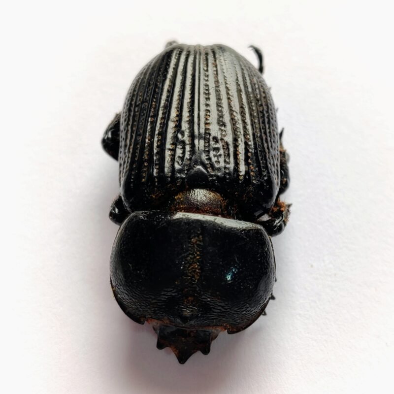 36 Scarabaeidae