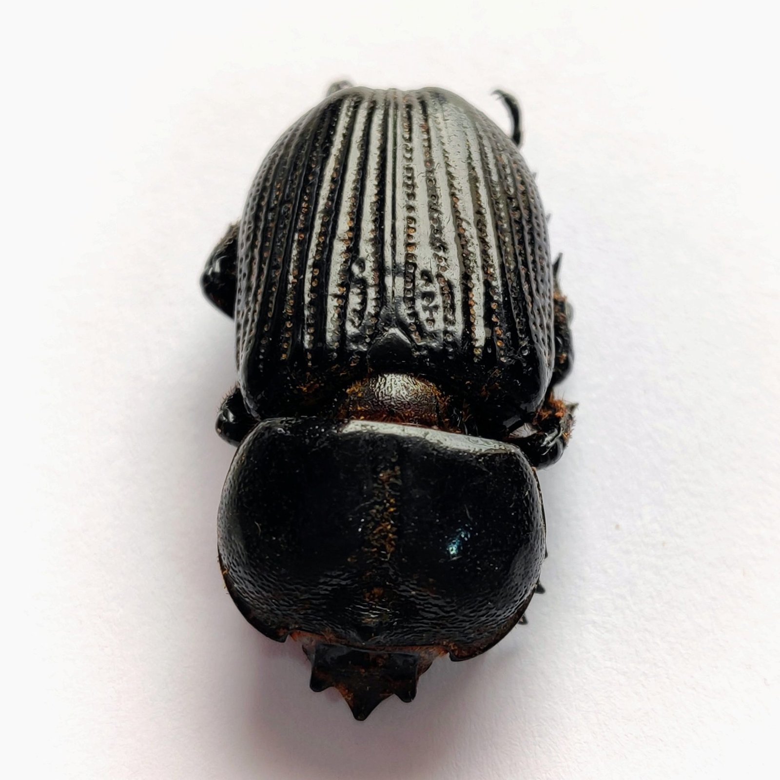 36 Scarabaeidae