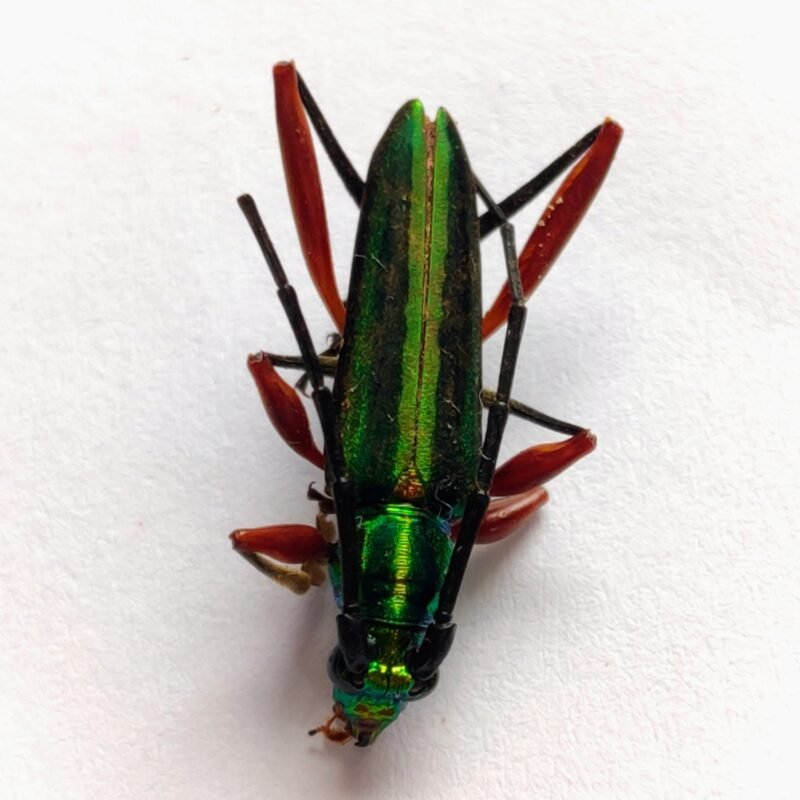 37 Cerambicidae