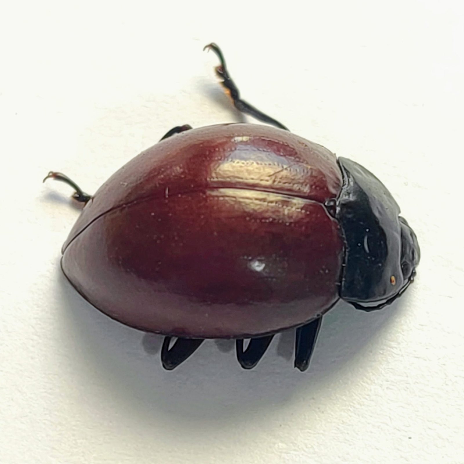37 Chrysomelidae - Image 2