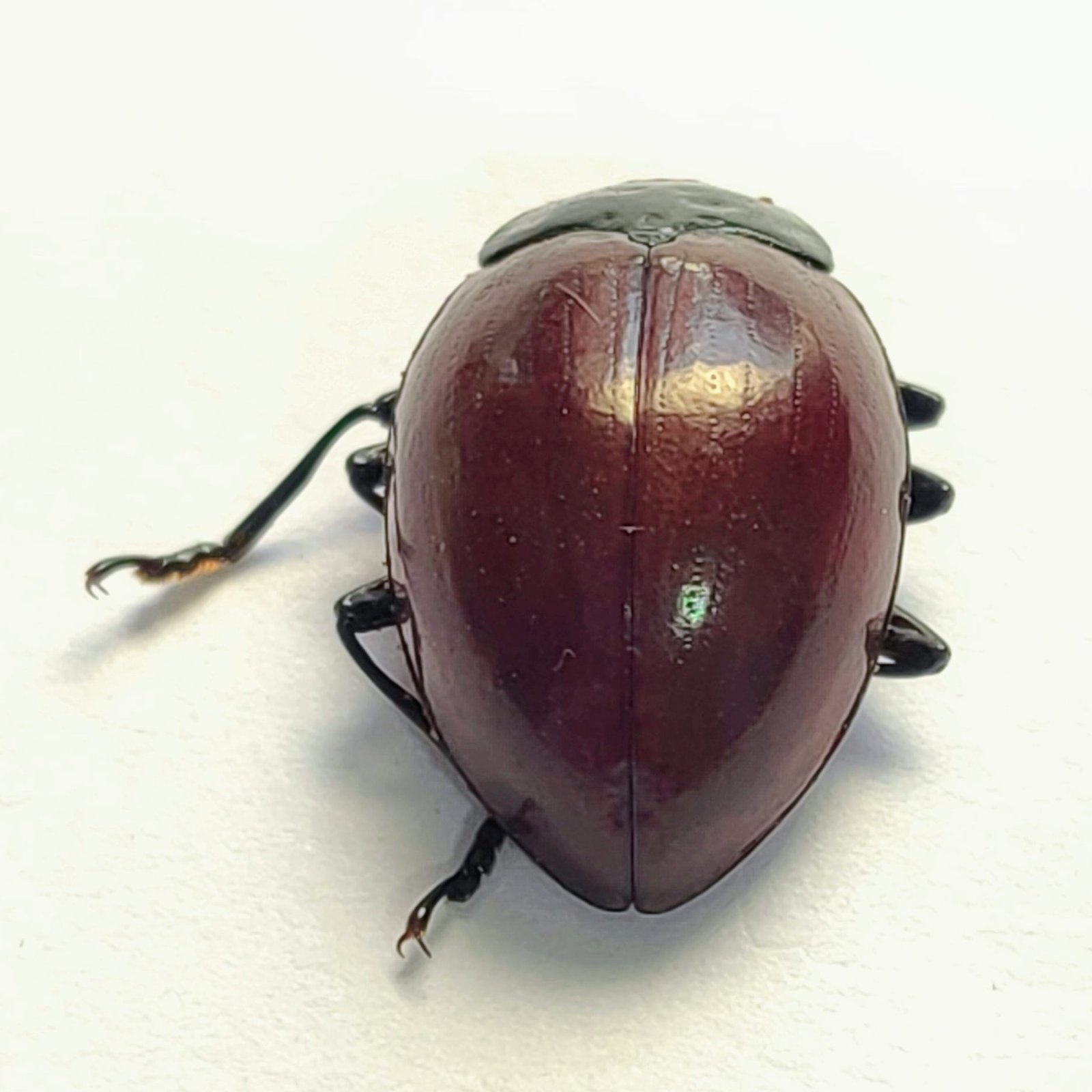 37 Chrysomelidae - Image 3