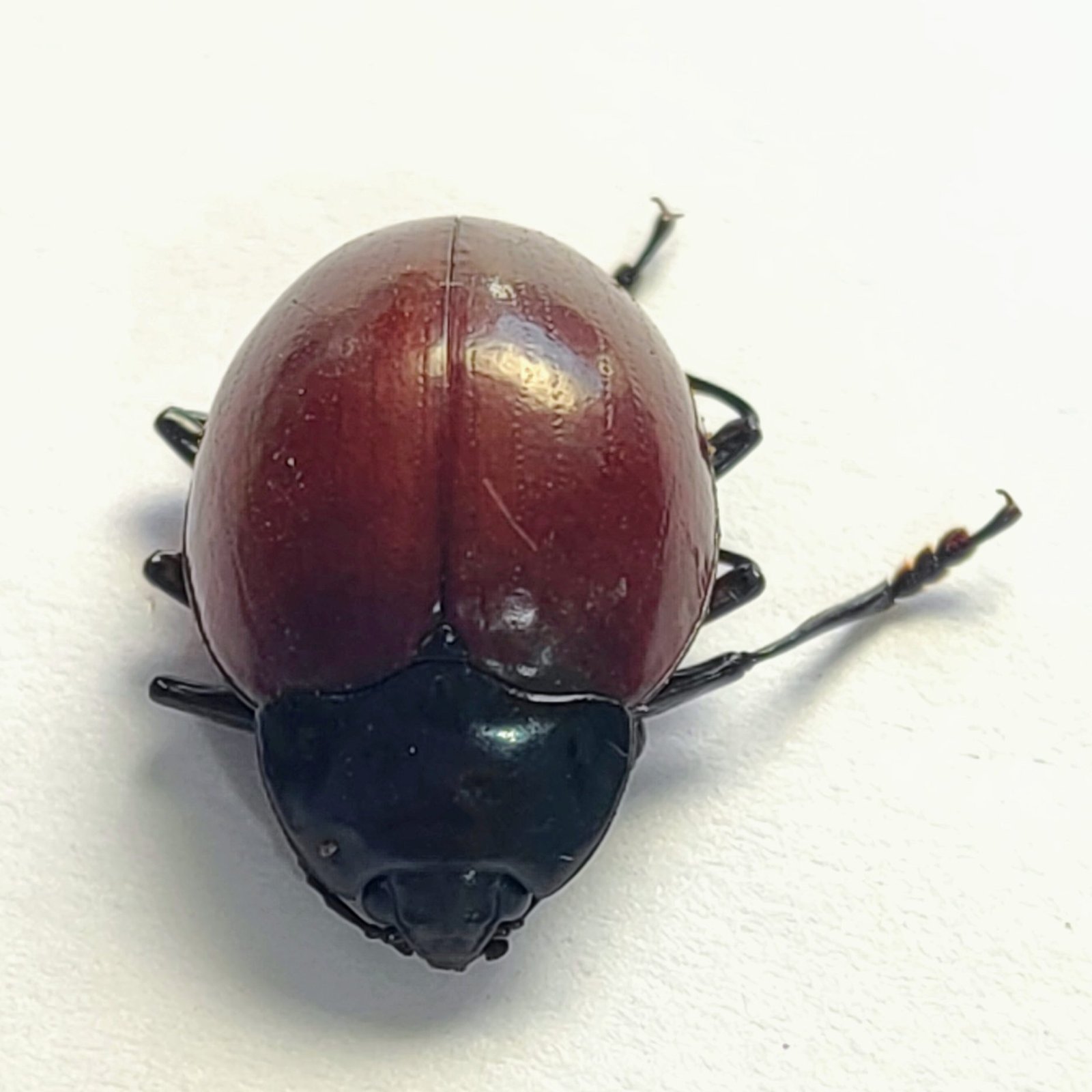 37 Chrysomelidae