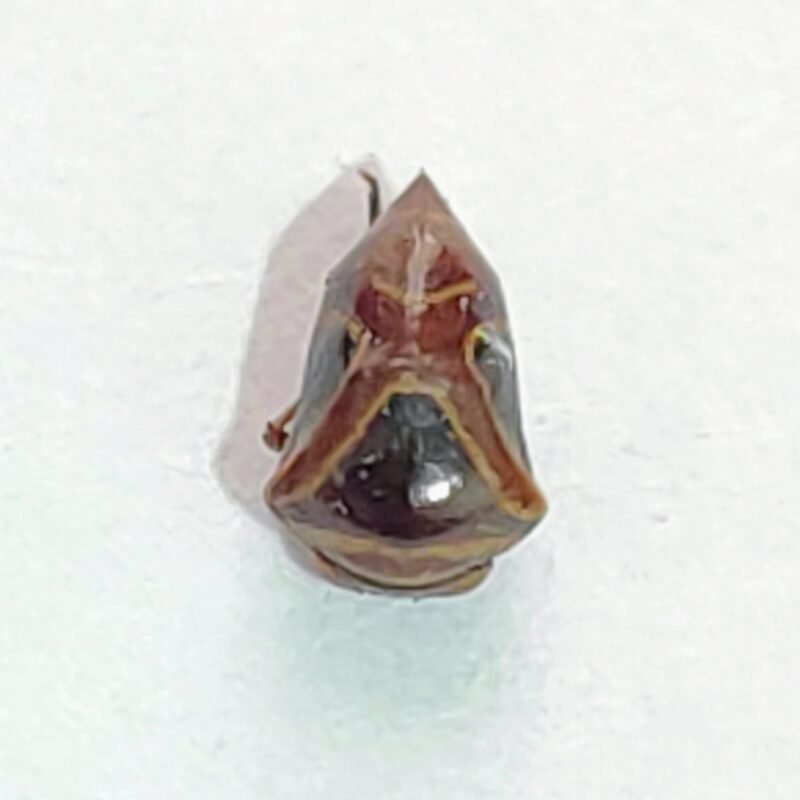 37 Membracidae