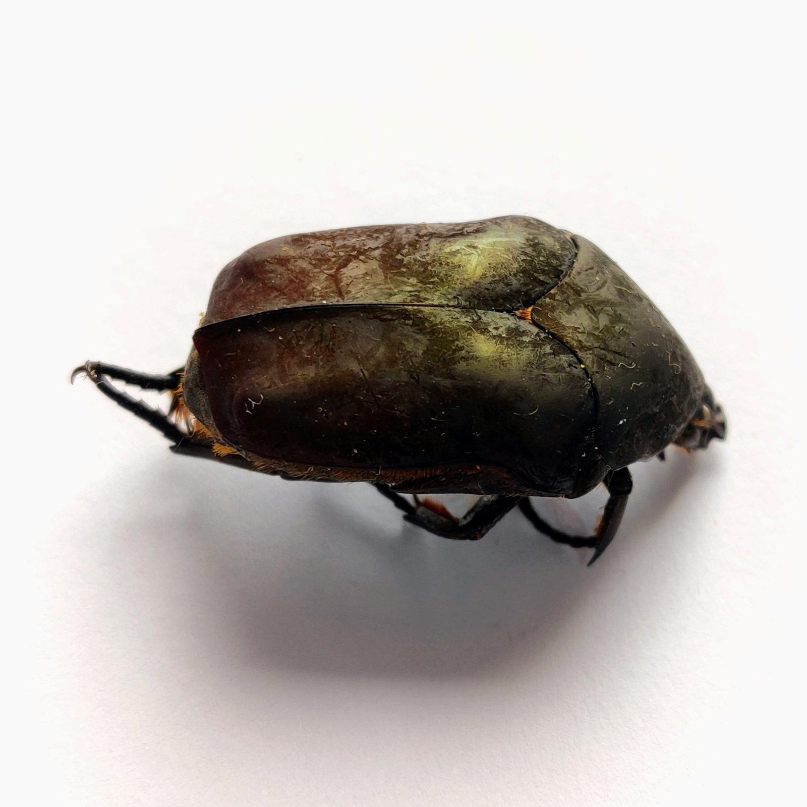 37 Scarabaeidae - Image 2