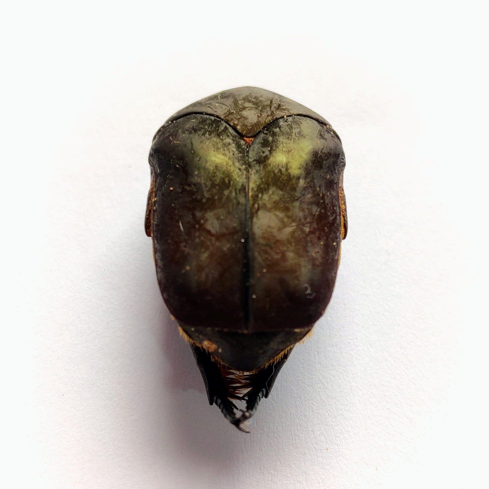 37 Scarabaeidae - Image 3