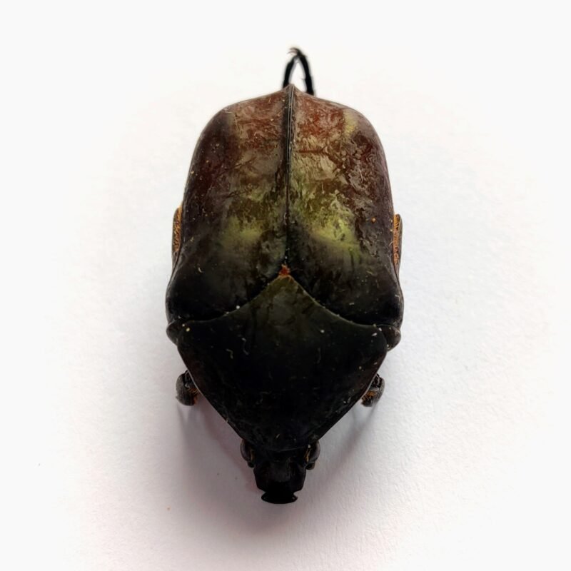 37 Scarabaeidae