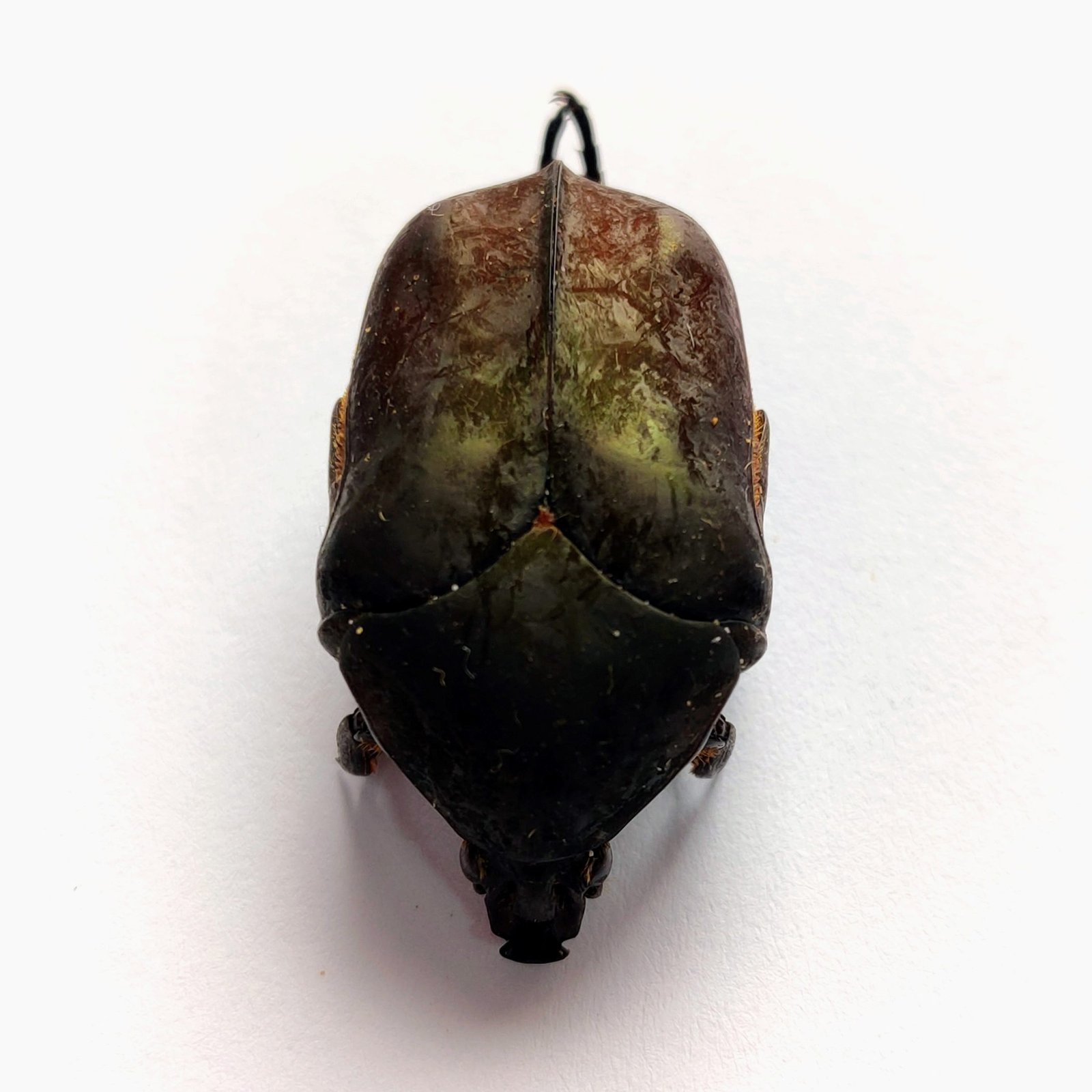 37 Scarabaeidae