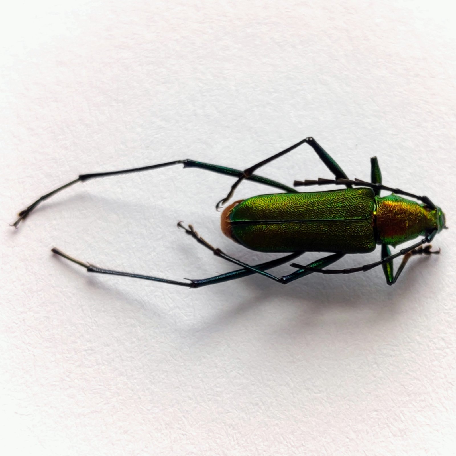 38 Cerambicidae - Image 2