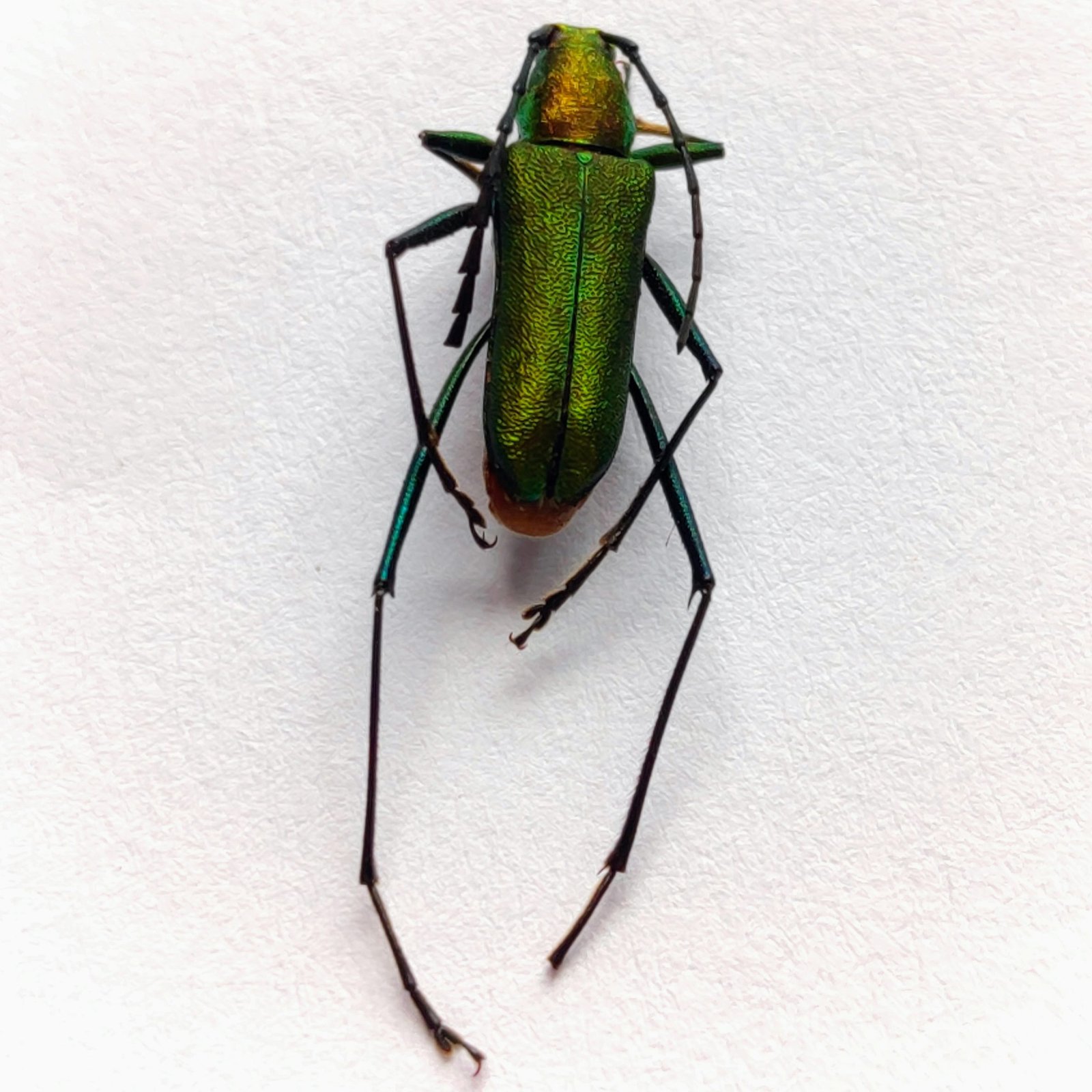38 Cerambicidae - Image 3