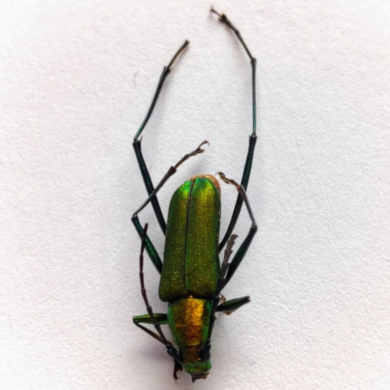 38 Cerambicidae