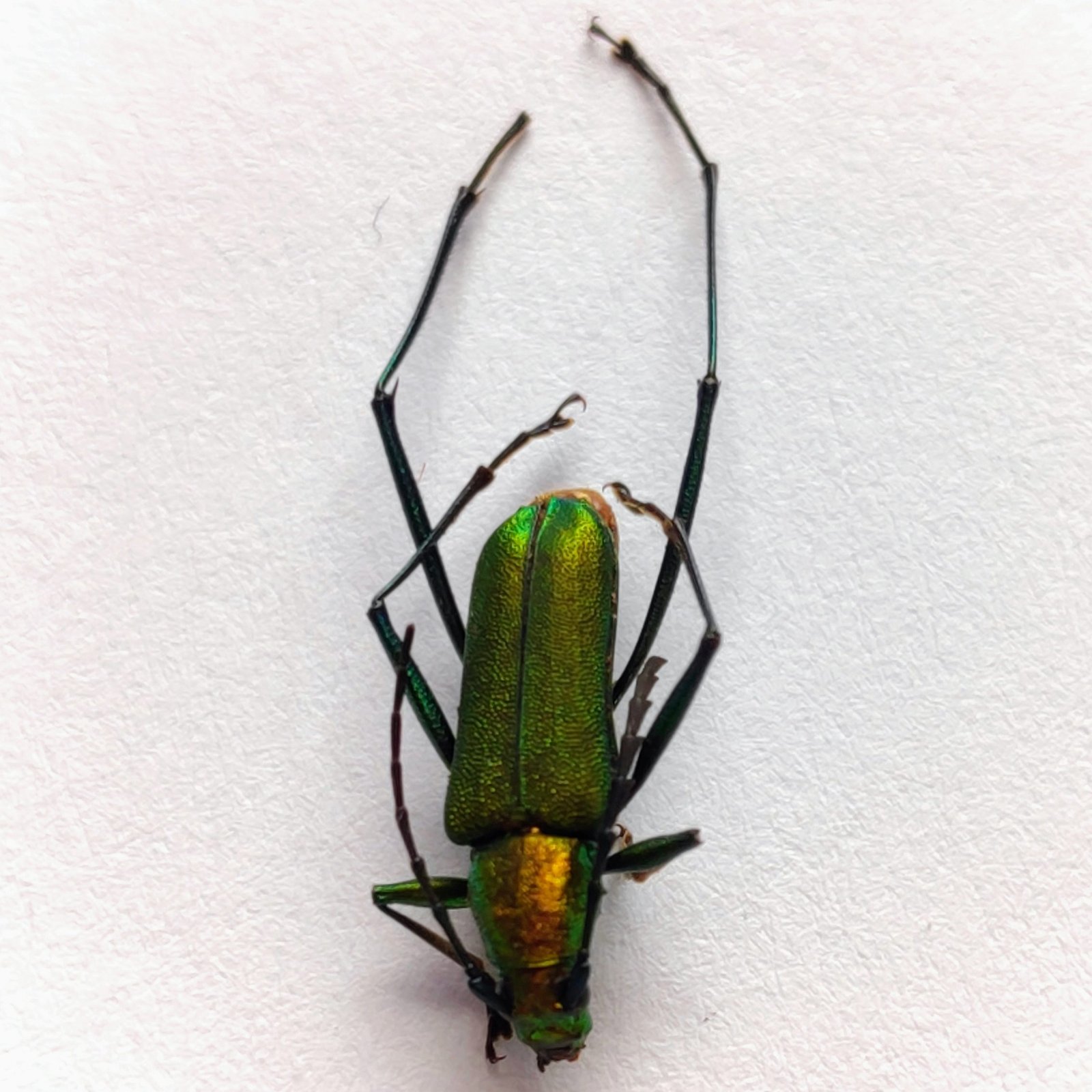 38 Cerambicidae