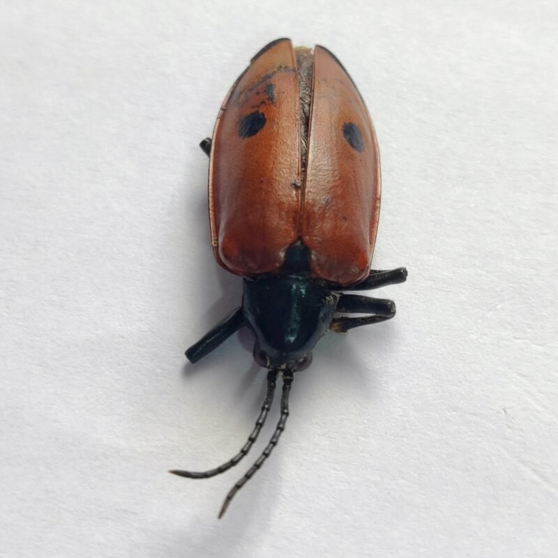38 Chrysomelidae
