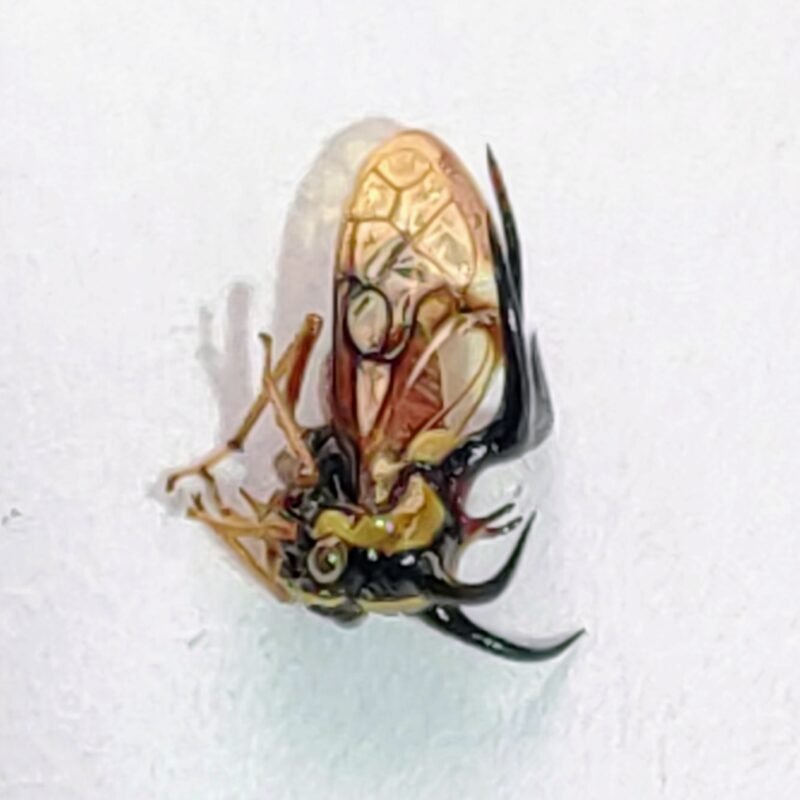 38 Membracidae