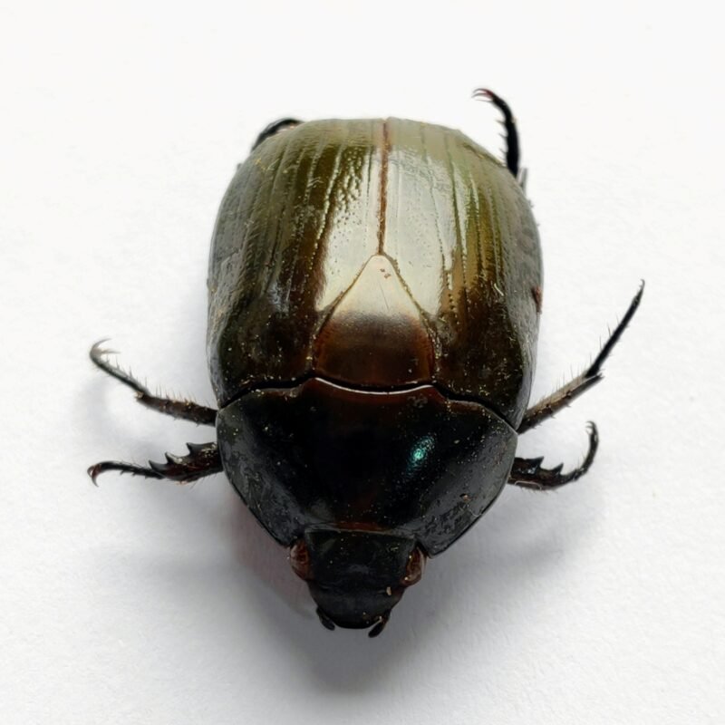 38 Scarabaeidae