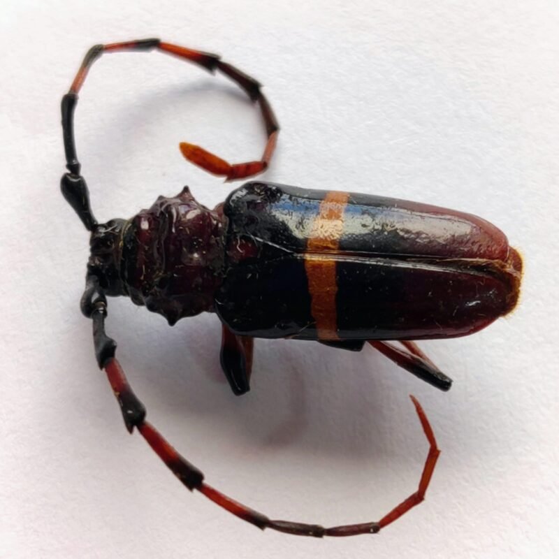 39 Cerambicidae